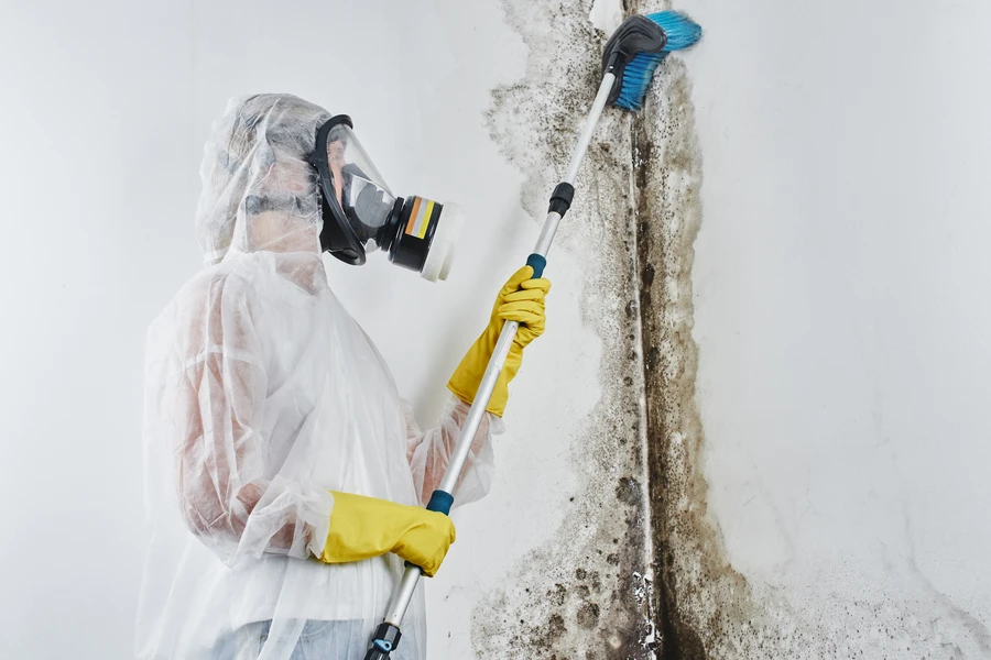 Benefits Of Early Mold Remediation Services Collegeville, PA